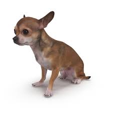 Chihuahua Sitting 3d Model Chihuahua 3d Model Animals