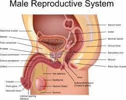 Side view of a caucasian male teacher holding a tablet computer and watching two of his elementary. Body Parts Diagram Male Organ Chart Male Page 7 Line 17qq Com