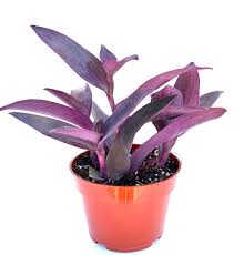 Image result for Tradescantia pallida