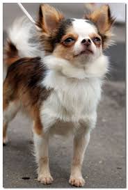 Chihuahua Lifespan Average Life Expectancy Of The Chihuahua Chihuahua Puppies Cute Chihuahua Chihuahua