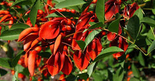 Image result for Erythrina × coddii