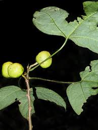 Image result for Vasconcellea