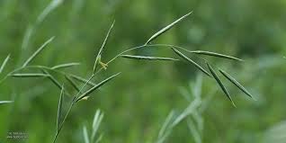 Image result for Brachypodium