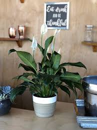 504 s main st, ann arbor, mi 48104. Where To Buy Plants Online 9 Shops That Deliver To Your Door Architectural Digest