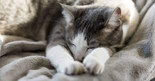 Rest Easy Getting The Facts On Pet Safety And Sleep Aids Aspca