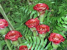 Image result for Etlingera