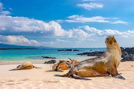 Overview galapagos islands galapagos animals history things to do galapagos cruise vs land tour galapagos cruises hotels tour packages travel tips faq featured blog articles. Coronavirus Reaches World Heritage Galapagos Islands News The Jakarta Post