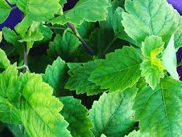 We did not find results for: 10 Manfaat Tanaman Nilam Untuk Kesehatan Salah Satunya Mencegah Infeksi Citizen6 Liputan6 Com