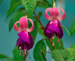 Image result for Impatiens bequaertii