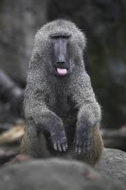 Outlook Office Skype Bing Breaking News And Latest Videos Baboon Animals Unusual Animals