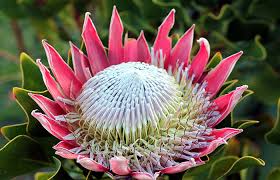 Image result for Protea angolensis