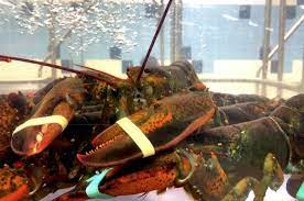 You will also find rare blue, yellow, calico and even white lobster. K4ujfv4jvuco9m