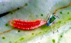 Image result for Cyperus breviradius