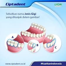 Gigi ini disebut juga dengan gigi taring. Mulyani Birthday On Twitter Ciptadentid A Gigi Geraham Molar B Gigi Taring Aninus C Gigi Seri Incisivus Kuatkanindonesia Https T Co Mvdyzrqfjh