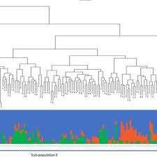 Image result for Sphenostylis briartii