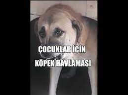 kopek sesi kopek havlamasi gercek uzun versiyon 2 youtube