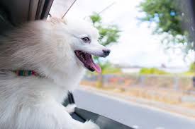 Japanese Spitz Profile A Sprightly Affectionate Breed Lovetoknow