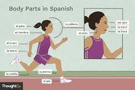 Adjectives to describe a person follow adjoining. What Are The Names For Body Parts In Spanish
