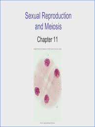 By the way, about chapter 11.4 meiosis worksheet answers, we have collected particular related photos to complete your references. Section 11 4 Meiosis Answer Sheet Section 11 4 Meiosis Worksheet Answers Mychaume Com Conic Sections Class 11 Ex 11 4 Jilbab Unyu