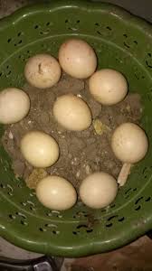 We did not find results for: Telor Ayam Hutan Hijau Shopee Indonesia