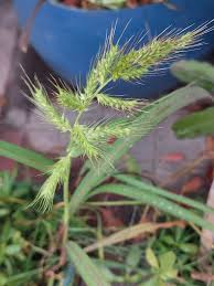 Image result for Elytrophorus spicatus