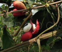 Image result for Paullinia pinnata