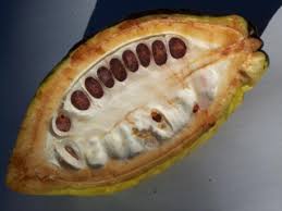Cacao