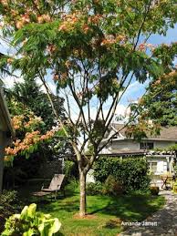 Image result for Albizia petersiana