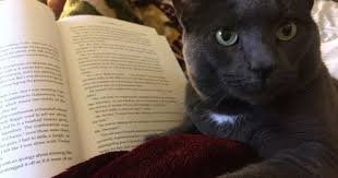 catsfeed cat quotes images picture http ift tt 2hh7240 cat quotes cats image quotes