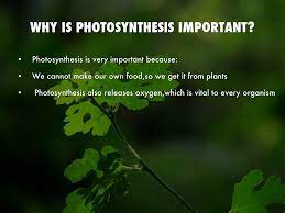 Maybe you would like to learn more about one of these? Quotes About Photosynthesis 27 Quotes