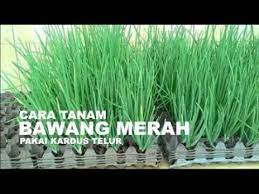 Dalam 2 minggu lebih boleh ambil. Cara Menanam Bawang Merah Dengan Kardus Telur Youtube