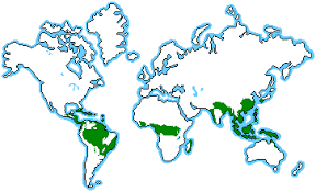 Rainforests typically receive over 2000mm of rain each year. Tropical Rainforests Rashid S Blog An Educational Portal