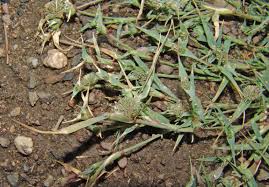 Image result for Tristachya rehmannii