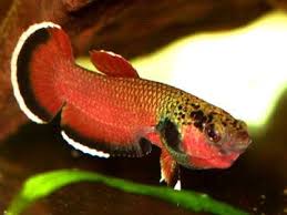 Betta Chanoides Freshwater Fish Species Profiles Kaskus The Largest Indonesian Community Betta Fish Betta Fish