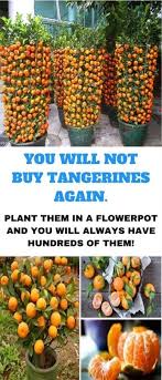 How To Grow Tangerines From Seeds Organic Gardening Organic Vegetables Healthy Plants Citric Fruits
