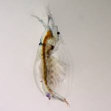 Image result for Sida chrysantha