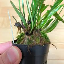 Image result for Vittaria elongata