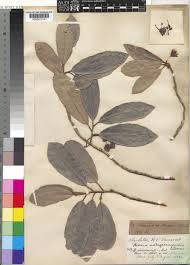 Image result for Brexia madagascariensis