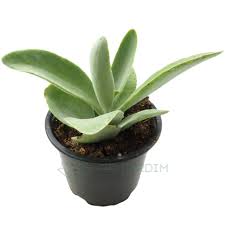 Image result for Kalanchoe brachyloba