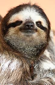 They packed the boar and held on to it to slow it down or hold it in place until the. Pereza Faultier Spanisch Spanisch Deutsch