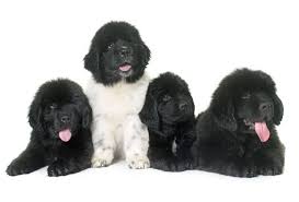 Still available are 4 black. The Ultimate Newfoundland Dog Cost Guide With Calculator Petbudget