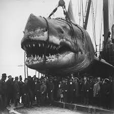 Fantasy Creatures | The "Northern Meg" 🦈 In the early 1900s, German  fishermen aboard the "Seesturm" stumbled upon an extraordinary discovery in  the North... | Instagram