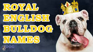 A perfect exotic dog name for a puppy with stunning eyes. 7 Amazing Royal English Bulldog Names Dog Fluffy