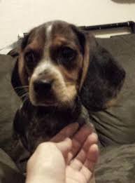 Hämta alla bilder och använd dem även för kommersiella projekt. Adorable Pocket Beagle Puppy Ready To Go For Sale In Orlando Florida Classified Americanlisted Com