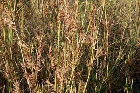 Image result for Themeda