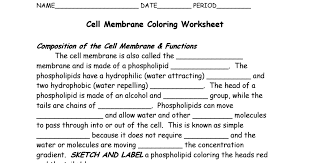 Membrane and is made of a phospholipid ＿. Cell Membrane Coloring Worksheet Pdf Google Drive