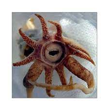 Squid With Human Like Mouth And Teeth Deep Sea Creatures Sea Creatures Ocean Creatures