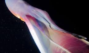 The blanket octopus currently holds the record for largest difference in size between males and females of the same species: Stunning Rainbow Blanket Octopuses Spotted Swimming In Depths Of Ocean Mirror Online