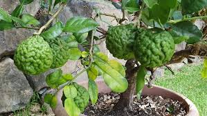 The fruit inside is bright yellow and has an unusual sweet flavor a little like a tomato. 5 Types Of Fruit Trees Great For Growing Indoors Home Stratosphere