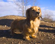 Affected individuals also may have brachydactyly (short, stubby fingers), genu varum, and/or genu valgum. Revealed The Genetic Secret Of The Dachshund S Stubby Legs Discover Magazine